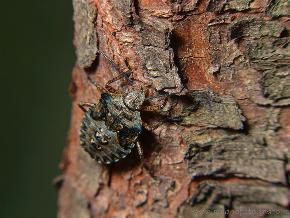 Cadrezzate (Varese) - Cimice sul ramo di un albero